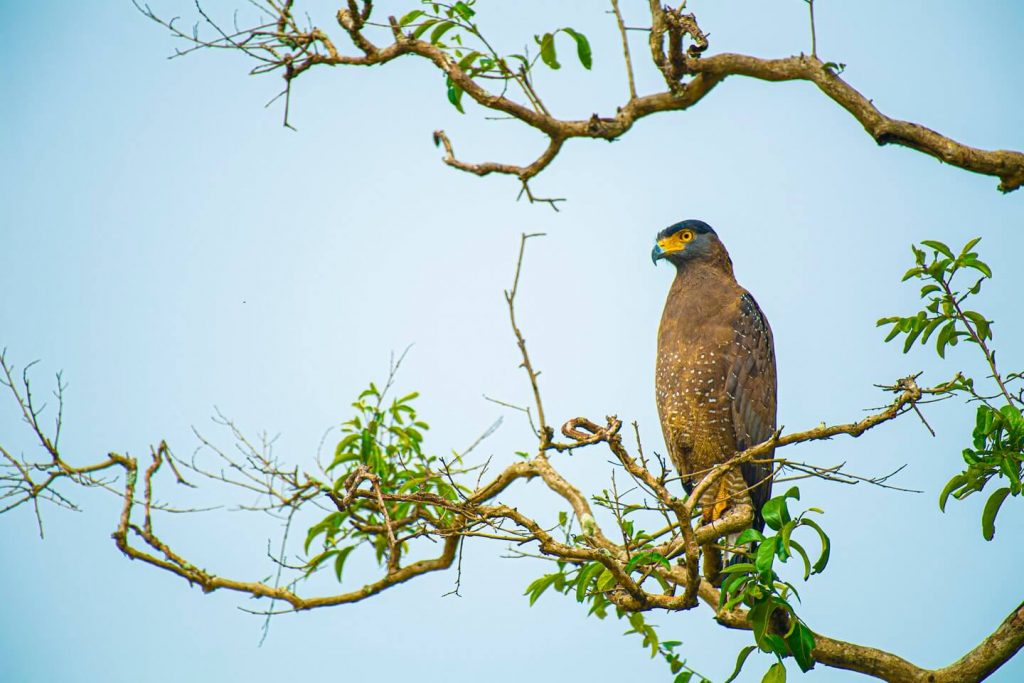 Kumana National Park 1024x683 1