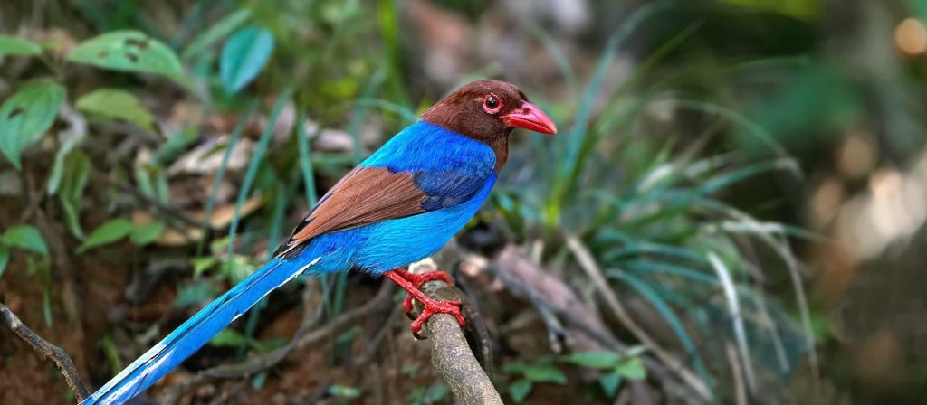 Bird Watching in Sri Lanka